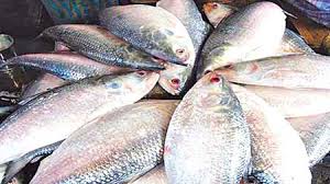 Hilsha 1200 - 1500 GM