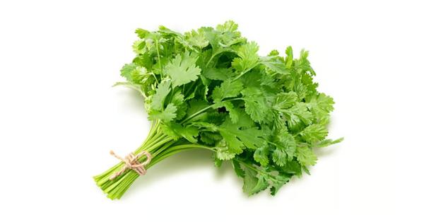 Cilantro 1pc